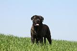 BULLMASTIFF 377